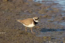 Little Ringed Plover